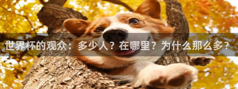 2026世亚预赛赛程表：世界杯的观众：多少人？在哪里？为什么那么多？